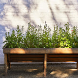 Plantable Wildflower Seed Pop Gift